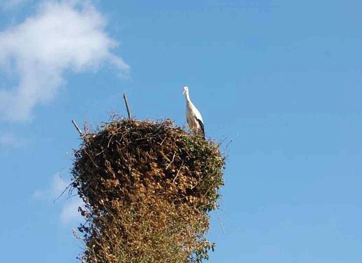 Unterkunft 560927 - Ferienhaus Utrecht noord - UT022