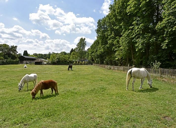 Unterkunft 570441 - Ferienhaus Utrechtse Heuvelrug - Vakantiehuisje in Doorn