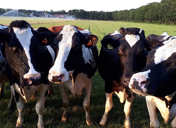 Unterkunft 570443 - Ferienhaus Utrechtse Heuvelrug - Huisje in Doorn