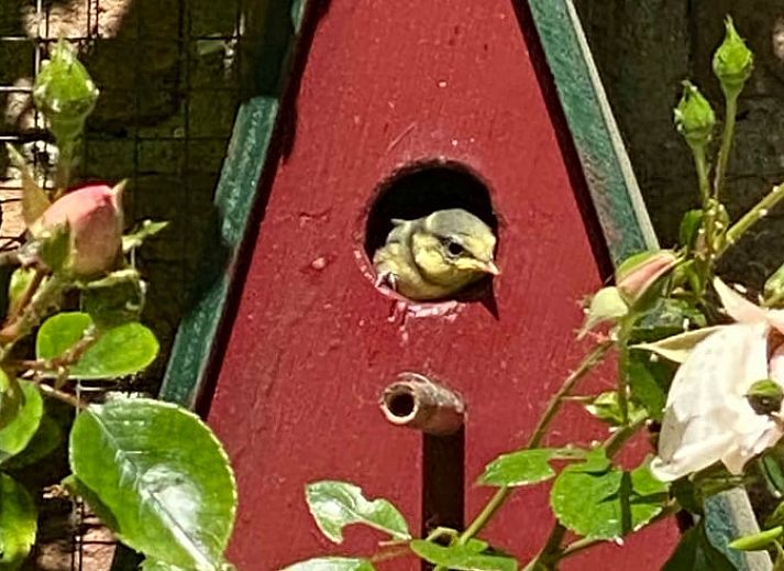 Eingang zum Ferienhaus in Doorn, umgeben von Gruenpflanzen.