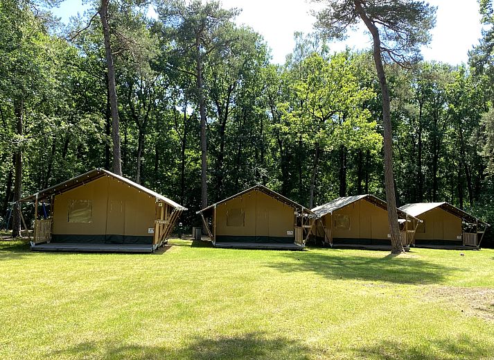 Guest house 570456 - Tent house Utrechtse Heuvelrug - Safaritent