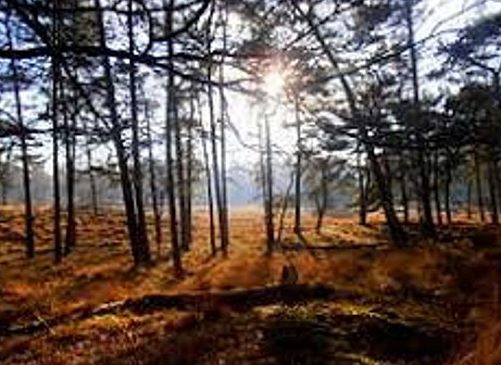 Gezellige tuin met terras bij Vakantiehuisje in Driebergen-Rijsenburg, Utrechtse Heuvelrug.