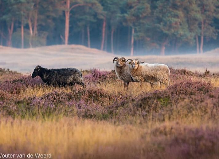 Knusse binnenruimte van Vakantiehuisje in Driebergen-Rijsenburg, Utrechtse Heuvelrug.