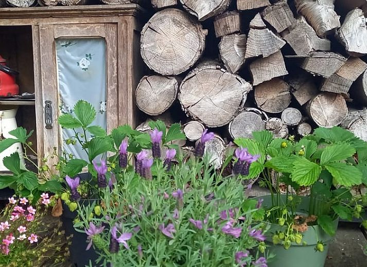 Holzlager und Pflanzen im Ferienhaus in Driebergen-Rijsenburg, Utrechtse Heuvelrug.