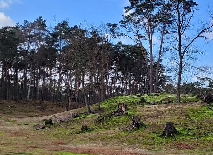 Schoene waldreiche Umgebung des Ferienhauses in Driebergen-Rijsenburg, Utrechtse Heuvelrug.
