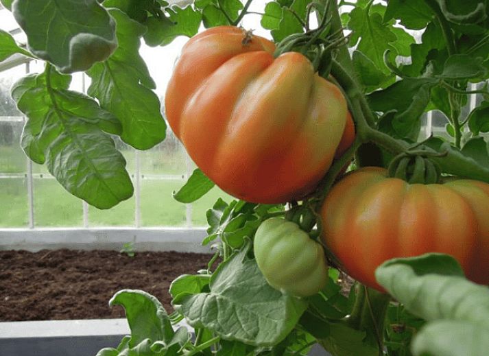 Guest house 571003 - Holiday property Utrechtse Heuvelrug - Vakantiehuisje in Driebergen