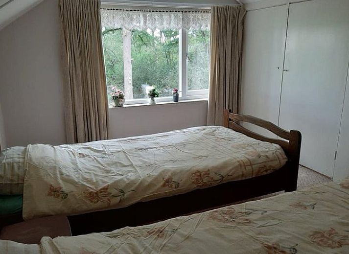 Koeien in de weide nabij Vakantiehuis in Woudenberg, Utrechtse Heuvelrug.