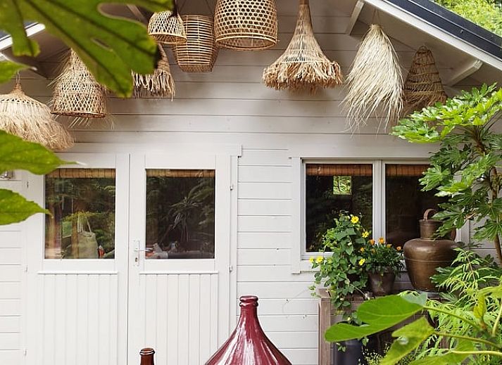 Palmbomen bij Huisje in Woudenberg, vakantieaccommodatie in Utrechtse Heuvelrug.