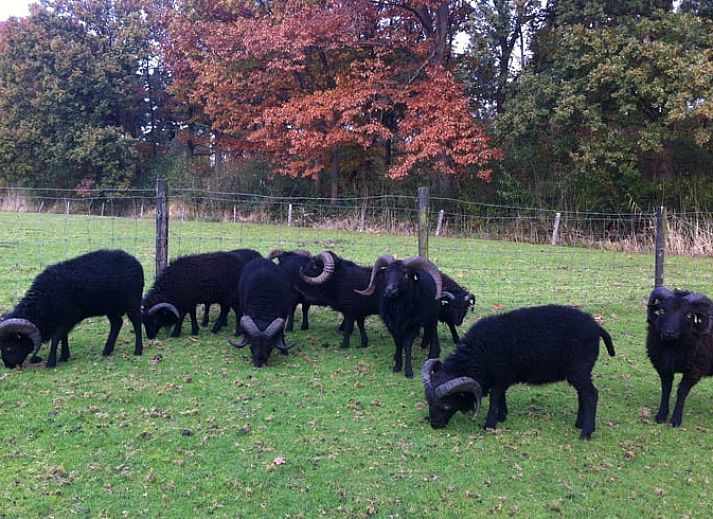 Moderne badkamer in Huisje in Woudenberg, vakantieaccommodatie op de Utrechtse Heuvelrug, Utrecht.