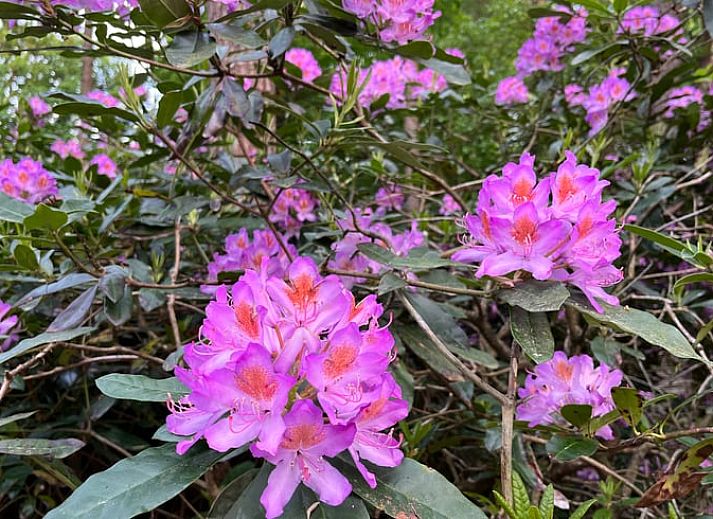 Unterkunft 571812 - Ferienhaus Utrechtse Heuvelrug - Vakantiehuis in Maarn