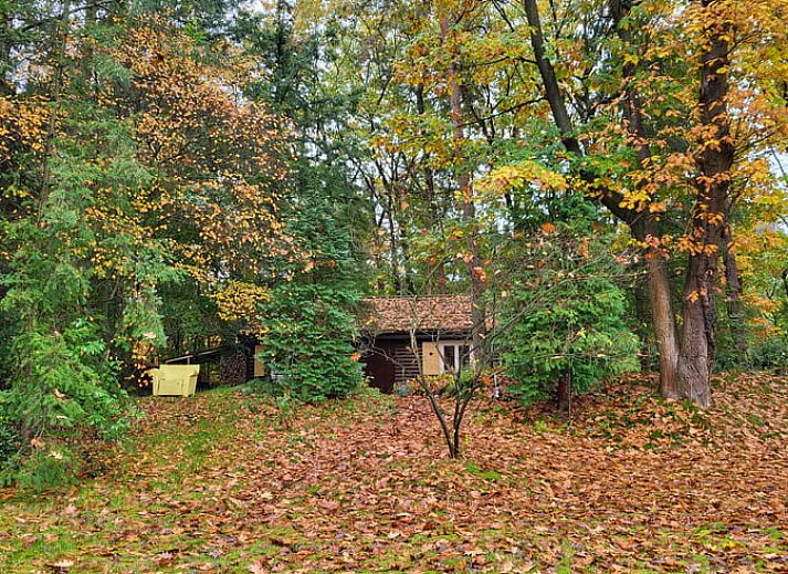 Cottage in Maarn, a charming vacation home on the Utrechtse Heuvelrug, surrounded by autumn leaves and serene nature in Maarn, Utrecht.