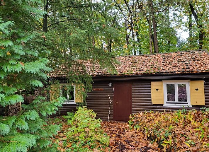 Cottage in Maarn, a cozy vacation home on the Utrechtse Heuvelrug, surrounded by autumn leaves and serene nature in Maarn, Utrecht.