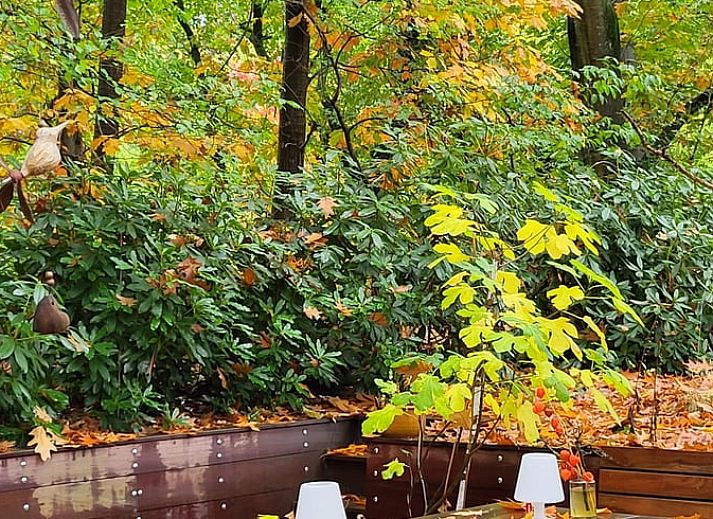 Skylight of Huisje in Maarn with autumn leaves, vacation home on the Utrechtse Heuvelrug, offers a soothing view of nature.