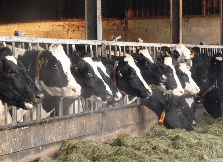 Geniessen Sie die Aussicht auf die Landschaft von der Terrasse des Huisje in Achterveld in Utrechtse Heuvelrug, Utrecht.
