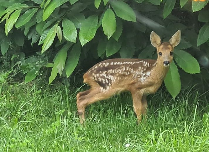 Unterkunft 572002 - Ferienhaus Utrechtse Heuvelrug - Vakantiehuisje in Langbroek