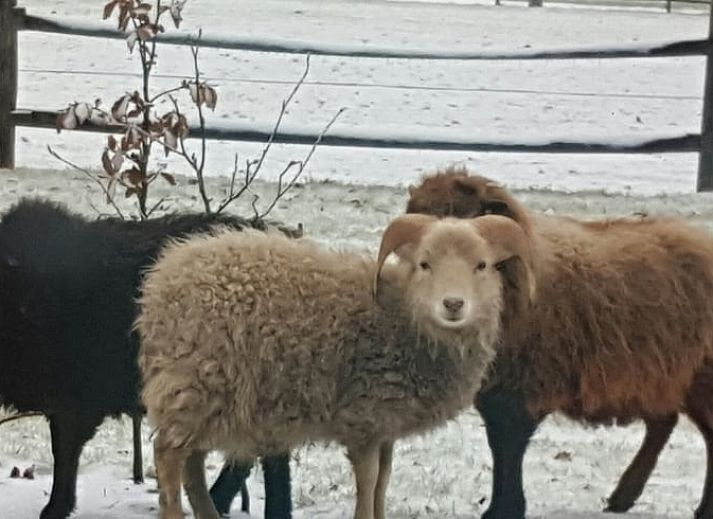 Schoene Aussicht auf See und Natur rund um das Ferienhaus in Maarsbergen, Utrechtse Heuvelrug.