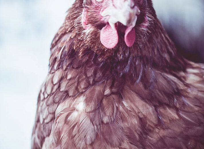 Unterkunft 582104 - Ferienhaus Utrecht eo - Huisje in Oudewater