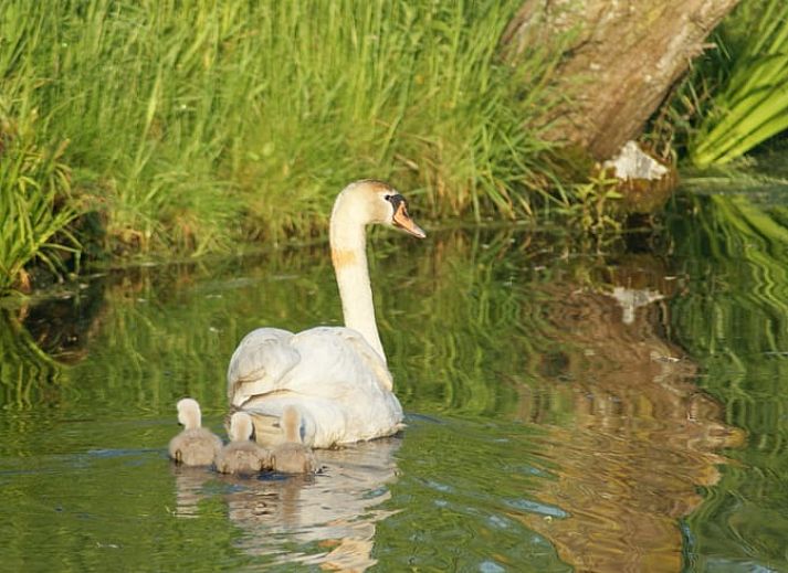 Unterkunft 582104 - Ferienhaus Utrecht eo - Huisje in Oudewater