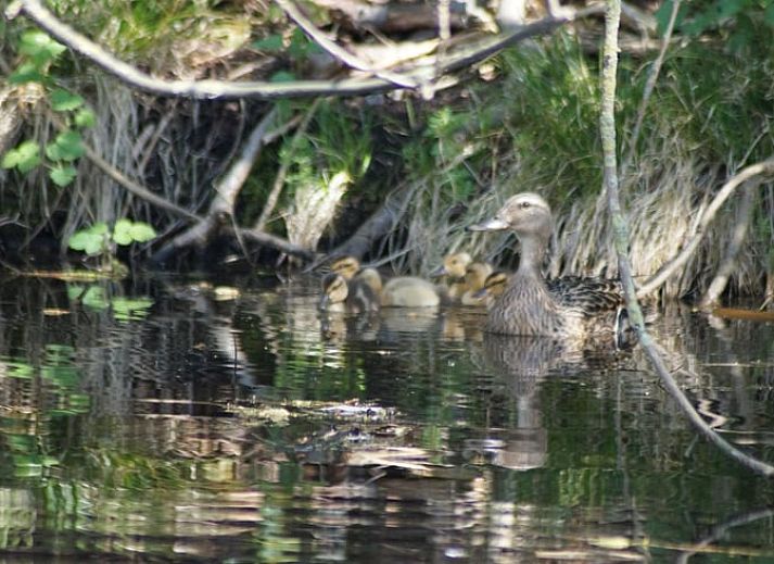 Entrance of Huisje in Zegveld, vacation home in Zegveld, Utrecht. Welcome to this cozy accommodation surrounded by flowering trees.