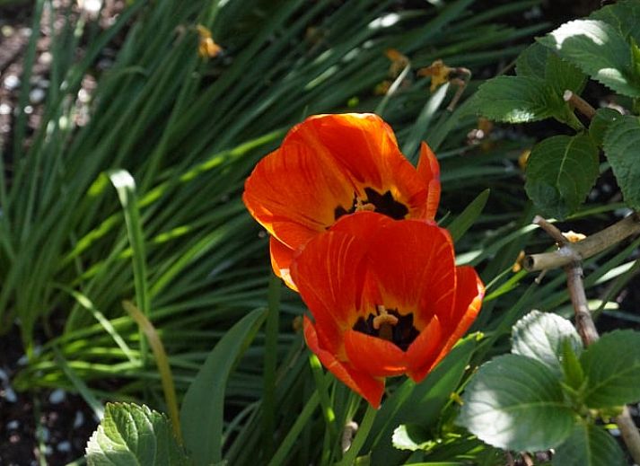 Sonnige Terrasse im Cottage in Zegveld, ideal fuer Entspannung in Zegveld, Utrecht eo, Utrecht.