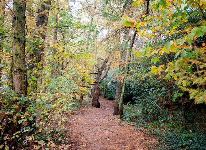 Zonnig terras van Vakantiehuisje in Bilthoven, Utrecht, met groene omgeving.