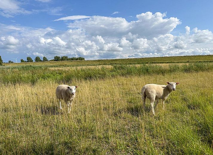 Moderne sauna en douche in Coast Calm 71 vakantiehuis in Zeeland.