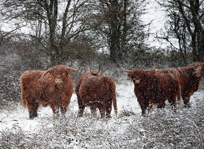 Eetruimte in Duinvallei 29 | De Groote Duynen, Kamperland. Vakantiehuis met uitzicht op tuin en natuur, Noord-Beveland, Zeeland.
