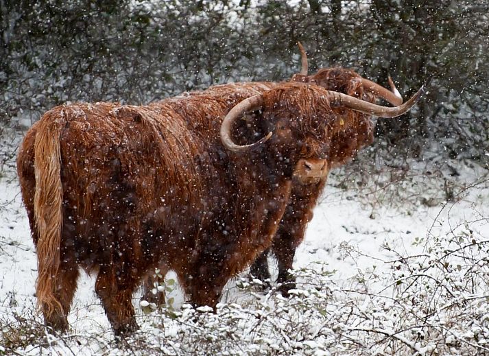 Gemuetliche Terrasse mit Gartenmoebeln in Duinvallei 27, Kamperland, Ferienhaus in Zeeland.