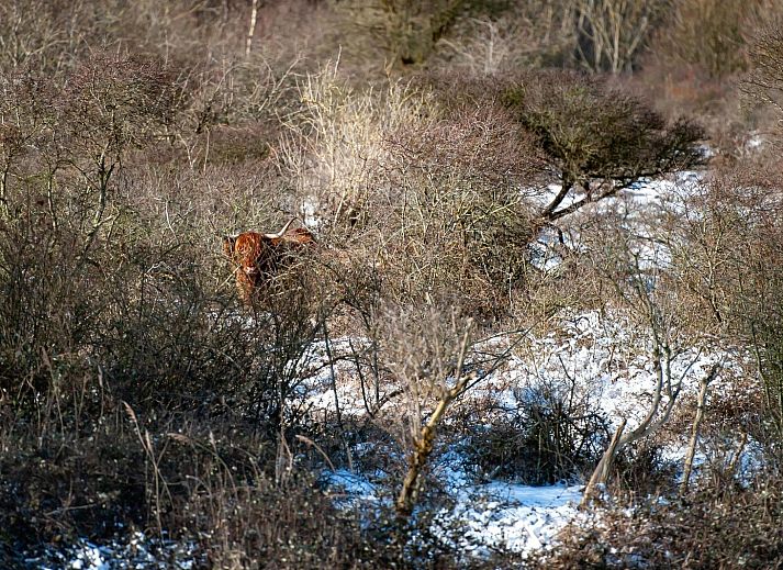 Gemuetliche Terrasse des Ferienhauses Duinvallei 19 in Kamperland mit Esstisch und Liegestuehlen aus Holz