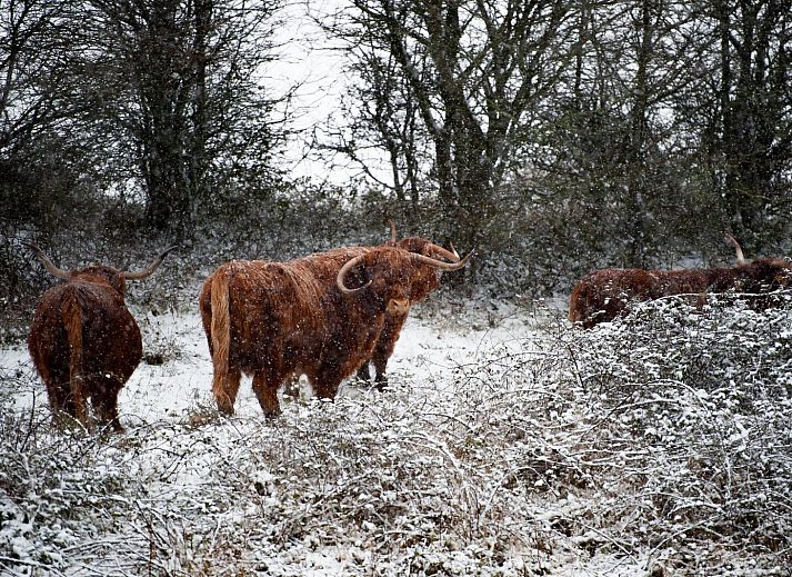 Terrasse von Duinvallei 45 in Kamperland, Ferienhaus in Zeeland mit grossem Aussenbereich.