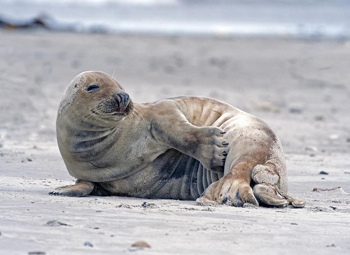 Stilvoller Aussenkamin im Garten des Ferienhauses VZ1178 in Kamperland, perfekt fuer Sommerabende.