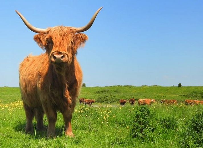 Gemuetlicher Innenraum mit offenen Tueren im Ferienhaus in Kamperland, Noord-Beveland, Zeeland.