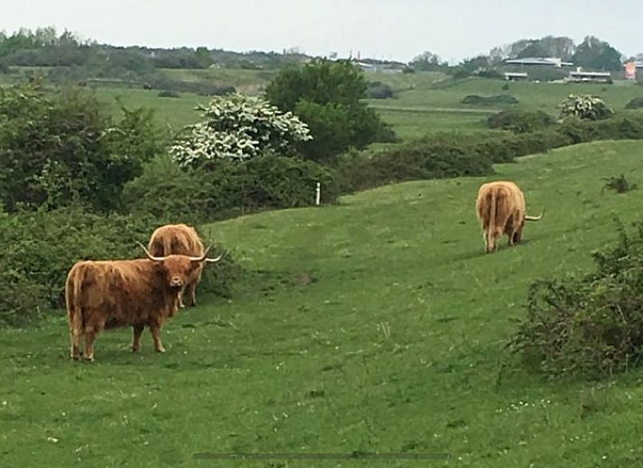 Aerial view of vacation home in Kamperland, surrounded by greenery and tranquility in North Beveland, Zeeland.