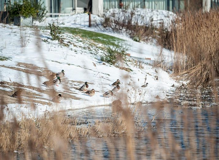 Modernes Esszimmer in Duinvallei 22, Ferienhaus in Kamperland, Noord-Beveland, mit Blick auf die gruene Umgebung von Zeeland.