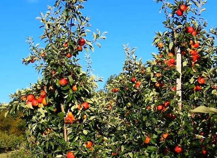 Ontspan op de veranda van Vakantiehuis in Kortgene, omringd door groene natuur in Noord-Beveland, Zeeland.