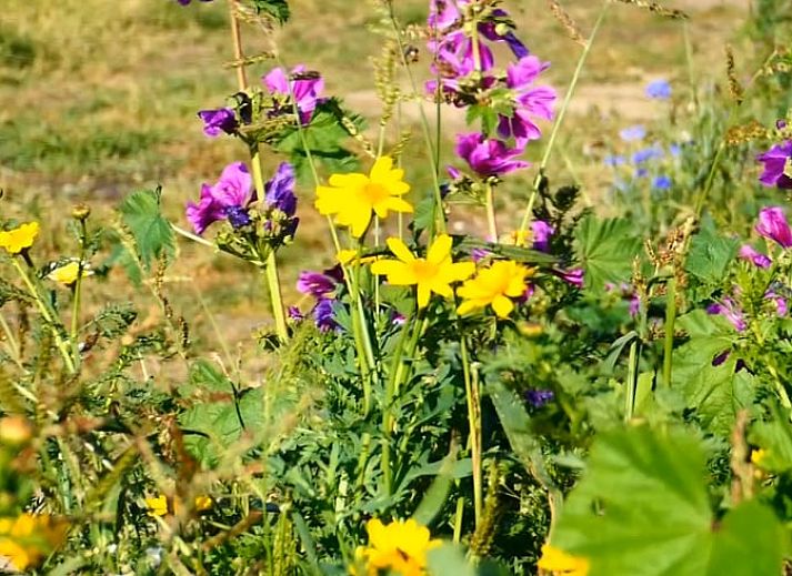 Gezellige keuken en eetruimte in Vakantiehuis in Kortgene, Noord-Beveland, ideaal voor een ontspannen verblijf in Zeeland.