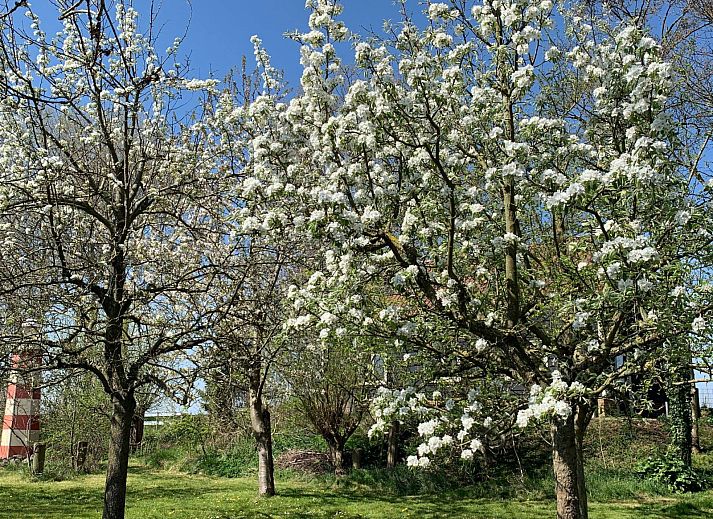 Guest house 590516 - Holiday property Noord-Beveland - ZE1511