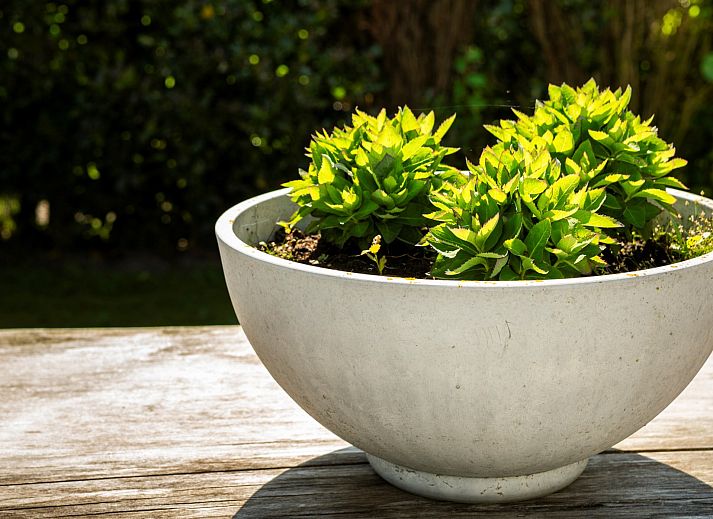 Ruim terras bij Vakantievilla Paardenbos 5 in Burgh-Haamstede, perfect voor zomerse avonden in Zeeland.