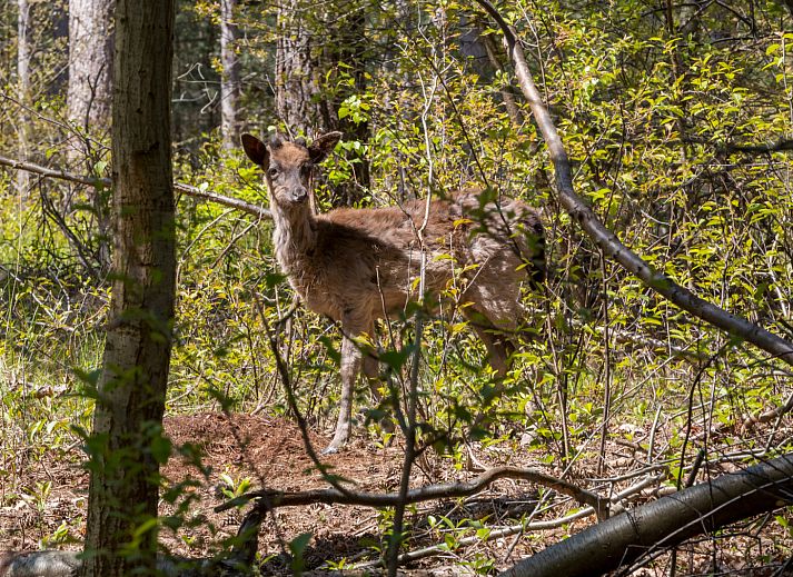 Guest house 600427 - Holiday property Schouwen-Duiveland - ZE186