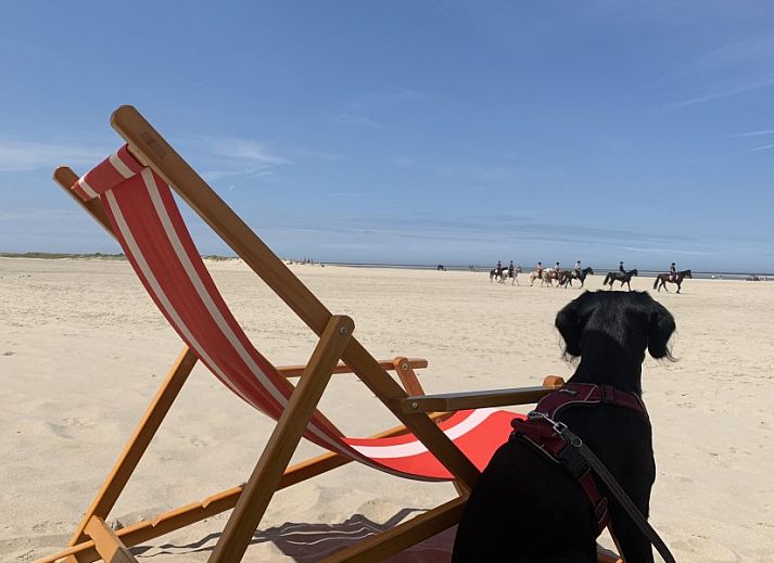 Guest house 6007164 - Holiday property Schouwen-Duiveland - De Oester