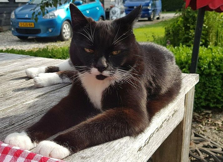 Comfortabele woonkamer in VZ891 Vakantiehuis in Renesse, Schouwen-Duiveland, Zeeland.