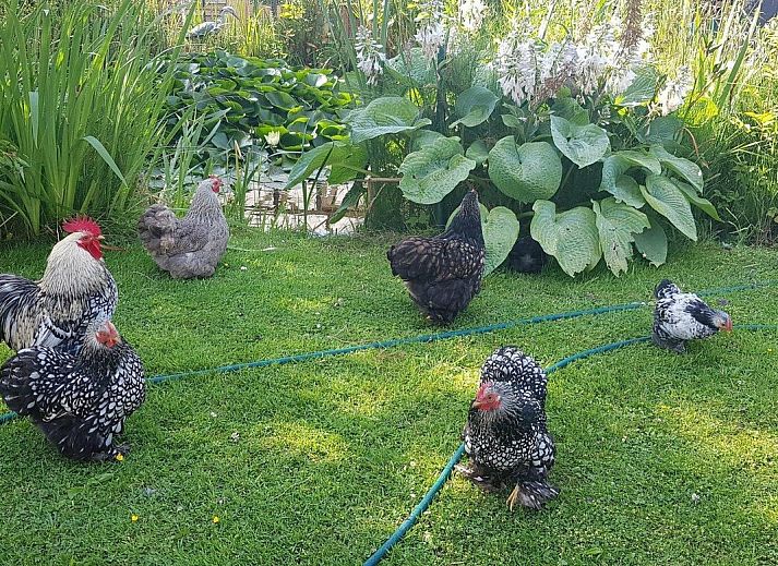 Comfortabele woonkamer in VZ891 Vakantiehuis in Renesse, Schouwen-Duiveland, Zeeland.