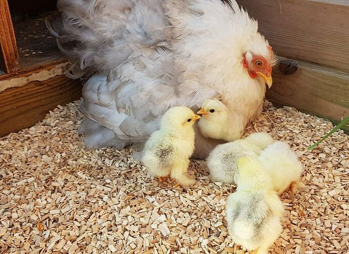 Comfortabele woonkamer in VZ891 Vakantiehuis in Renesse, Schouwen-Duiveland, Zeeland.