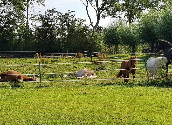 Zithoek van VZ891 Vakantiehuis in Renesse met leren fauteuils, Schouwen-Duiveland, Zeeland.