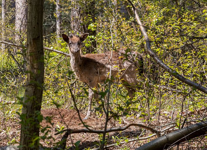 Beautiful beach view near Holiday home Duinzicht Renesse on Schouwen-Duiveland, Zeeland.