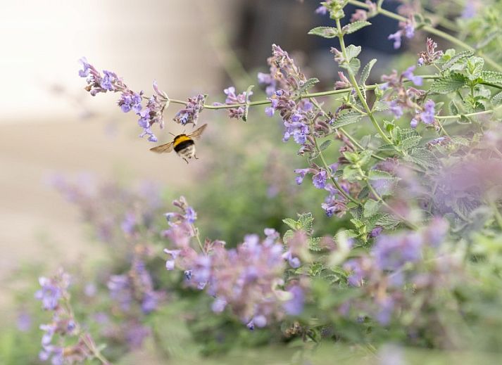 Verseputshofje chalet in Renesse, Schouwen-Duiveland, Zeeland met een uitnodigende veranda en weelderige tuinomgeving.