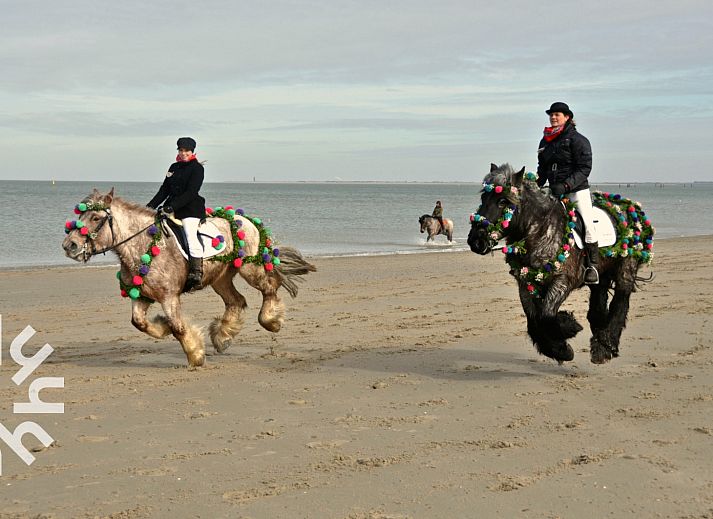 Gemuetliche Terrasse im Ferienhaus ZE636 in Renesse, Schouwen-Duiveland, Zeeland.