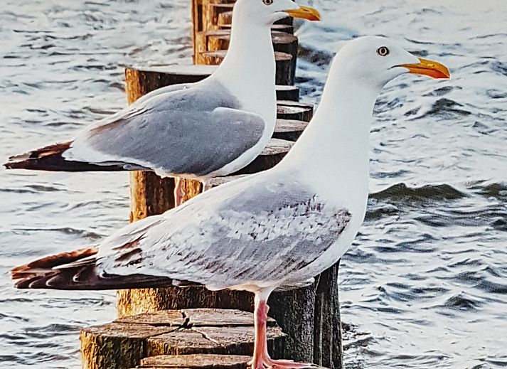 Charming vacation home Horizon 95 in Renesse with spacious driveway and green surroundings for a peaceful vacation.