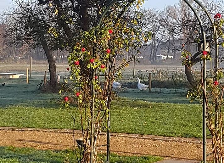 Uitzicht op de groene omgeving van Huisje in Renesse, perfect voor ontspanning in Zeeland.
