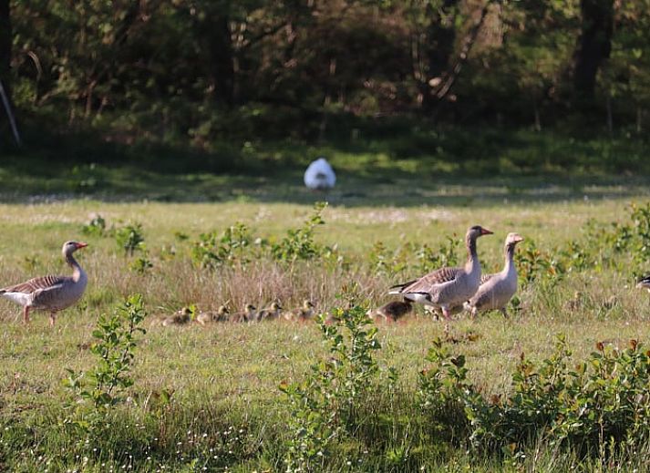 Uitzicht op de groene omgeving van Huisje in Renesse, perfect voor ontspanning in Zeeland.